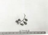 Click for 1 image(s) for this accession. FRUIT